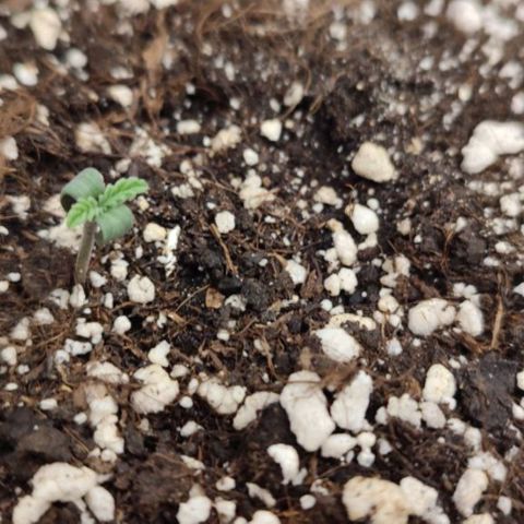 Lowryder (IBL) dr. joint growlog timeline photo