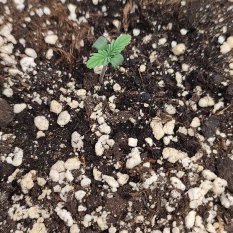 Lowryder (IBL) dr. joint growlog timeline photo