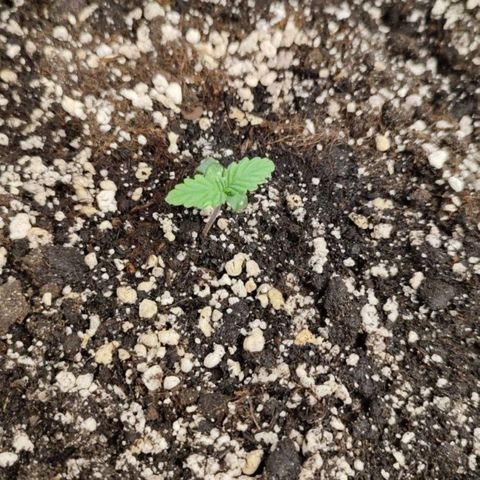 Lowryder (IBL) dr. joint growlog timeline photo