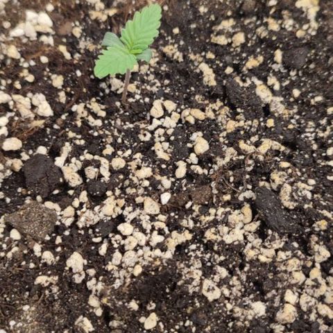 Lowryder (IBL) dr. joint growlog timeline photo