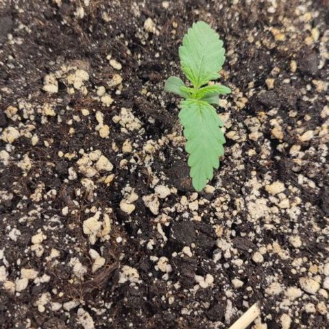 Lowryder (IBL) dr. joint growlog timeline photo