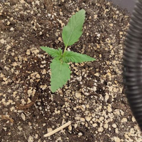Lowryder (IBL) dr. joint growlog timeline photo