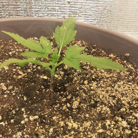 Lowryder (IBL) dr. joint growlog photo: вегетационный период