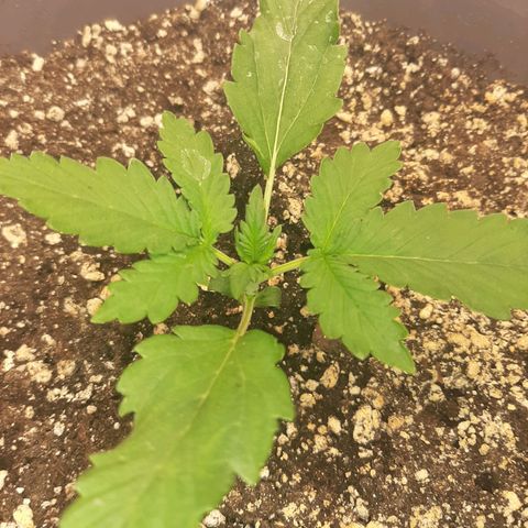 Lowryder (IBL) dr. joint growlog photo: вегетационный период