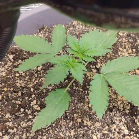 Lowryder (IBL) dr. joint growlog photo: 14 дней от посадки