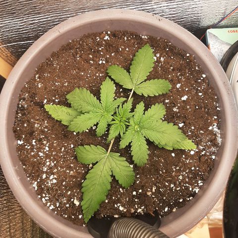 Lowryder (IBL) dr. joint growlog timeline photo