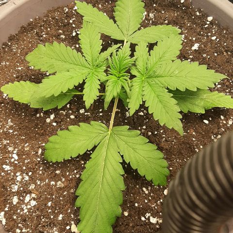Lowryder (IBL) dr. joint growlog timeline photo