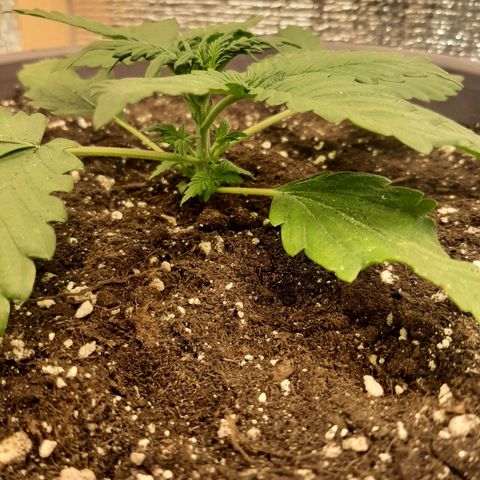 Lowryder (IBL) dr. joint growlog timeline photo
