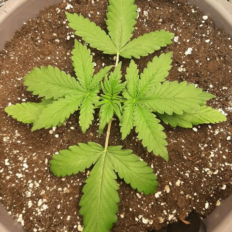 Lowryder (IBL) dr. joint growlog timeline photo