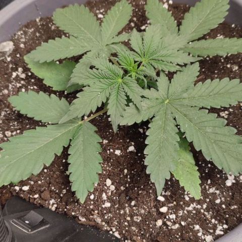 Lowryder (IBL) dr. joint growlog timeline photo