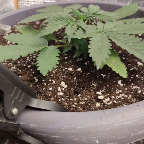 Lowryder (IBL) dr. joint growlog timeline photo