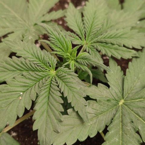 Lowryder (IBL) dr. joint growlog timeline photo