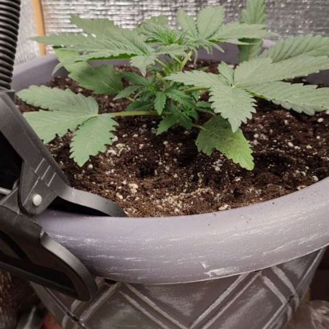 Lowryder (IBL) dr. joint growlog timeline photo