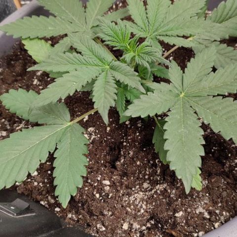Lowryder (IBL) dr. joint growlog timeline photo