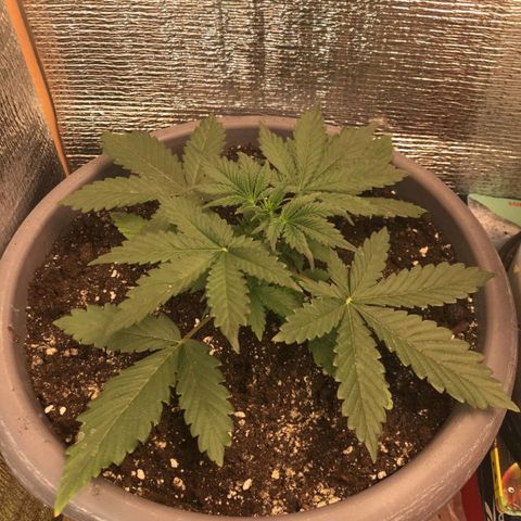 Lowryder (IBL) dr. joint growlog timeline photo