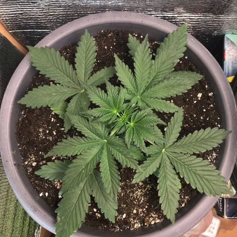 Lowryder (IBL) dr. joint growlog timeline photo