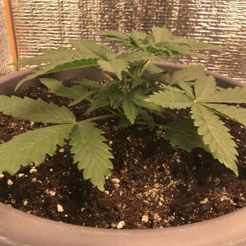 Lowryder (IBL) dr. joint growlog timeline photo