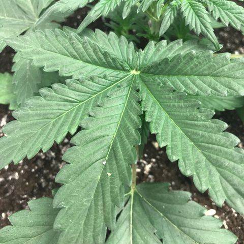 Lowryder (IBL) dr. joint growlog timeline photo