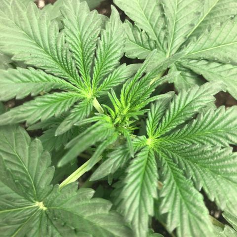Lowryder (IBL) dr. joint growlog timeline photo