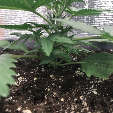 Lowryder (IBL) dr. joint growlog timeline photo