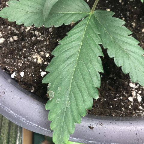 Lowryder (IBL) dr. joint growlog timeline photo