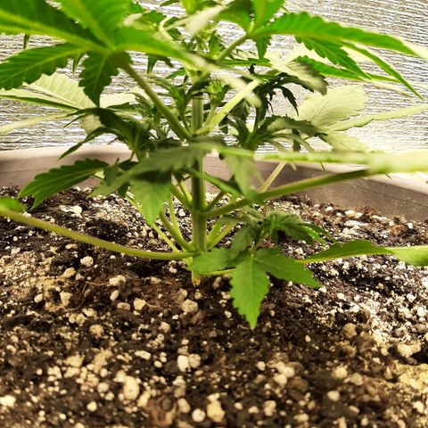 Lowryder (IBL) dr. joint growlog timeline photo