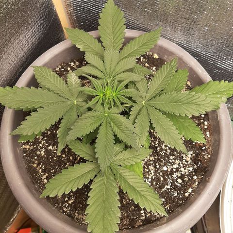 Lowryder (IBL) dr. joint growlog timeline photo