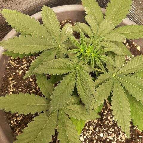 Lowryder (IBL) dr. joint growlog timeline photo