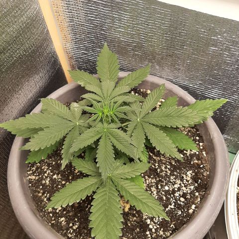 Lowryder (IBL) dr. joint growlog timeline photo