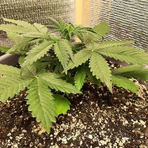 Lowryder (IBL) dr. joint growlog timeline photo