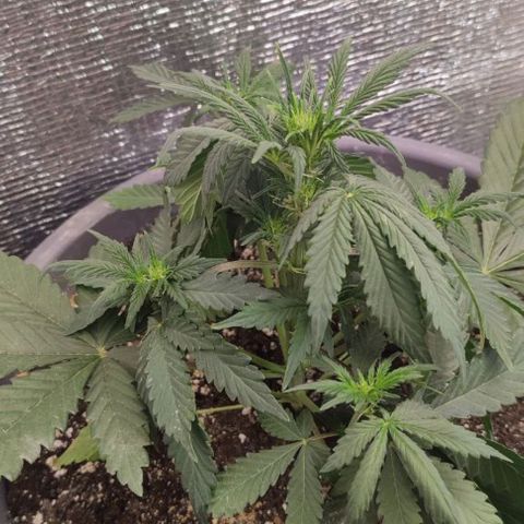 Lowryder (IBL) dr. joint growlog timeline photo