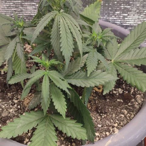 Lowryder (IBL) dr. joint growlog timeline photo