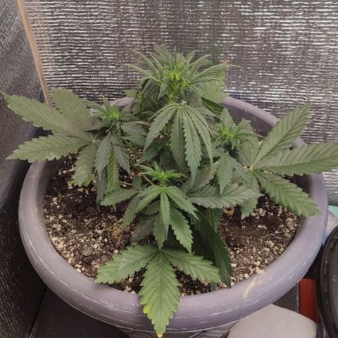 Lowryder (IBL) dr. joint growlog timeline photo