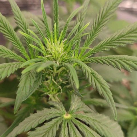 Lowryder (IBL) dr. joint growlog timeline photo