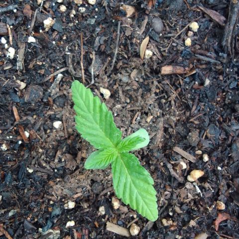 Ana Maria growlog timeline photo