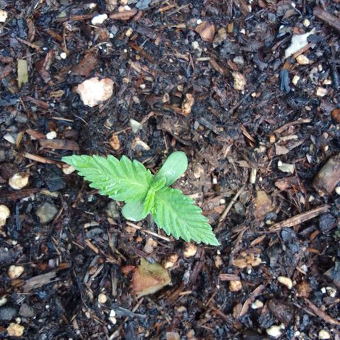 Beatriz Maria growlog timeline photo