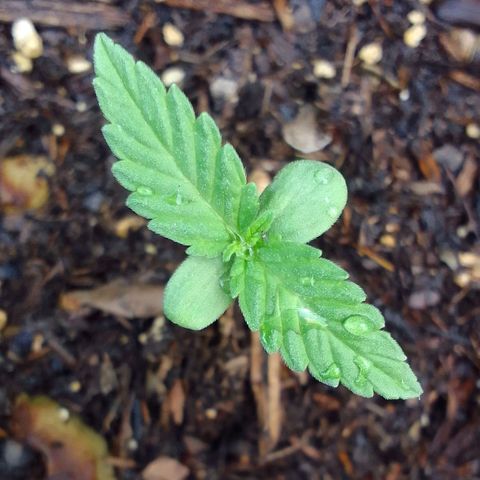 Carla Maria  growlog timeline photo