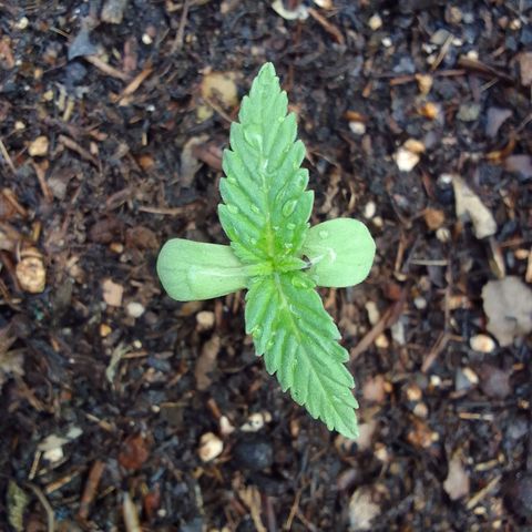 Diana Maria growlog timeline photo