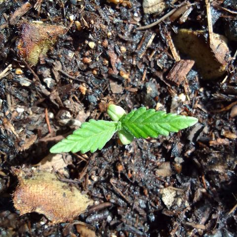 Elena Maria growlog timeline photo