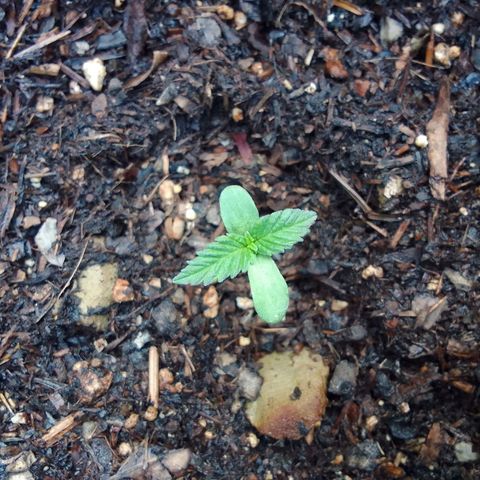 Flavia Maria growlog timeline photo