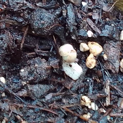 Gema Maria growlog timeline photo