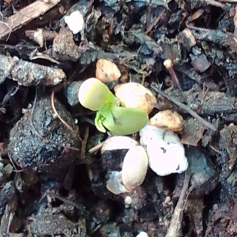 Gema Maria growlog timeline photo