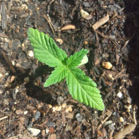 Ana Maria growlog timeline photo