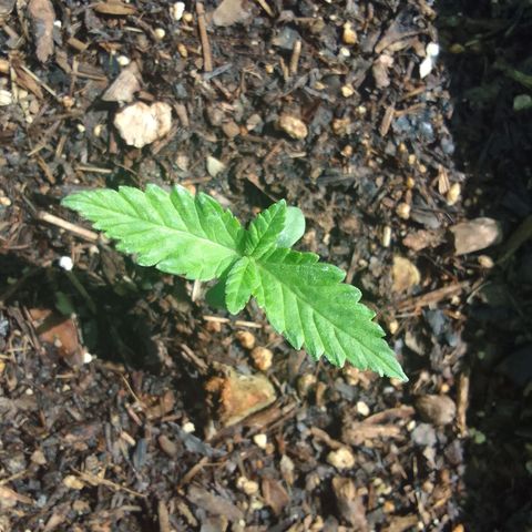 Beatriz Maria growlog timeline photo
