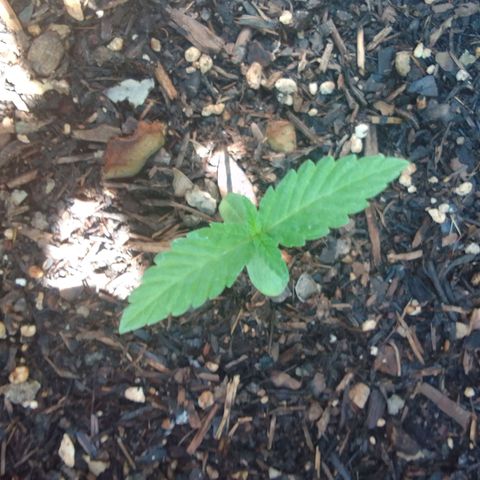 Carla Maria  growlog timeline photo