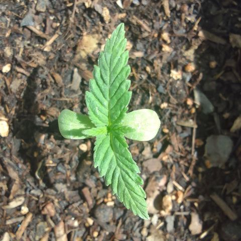 Diana Maria growlog timeline photo