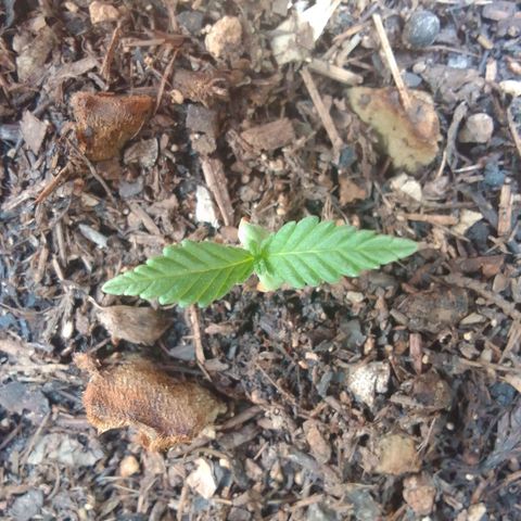 Elena Maria growlog timeline photo