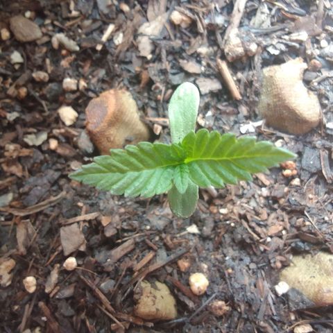 Flavia Maria growlog timeline photo