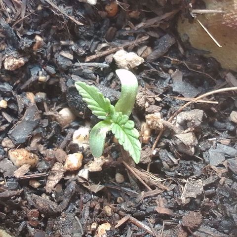 Gema Maria growlog timeline photo