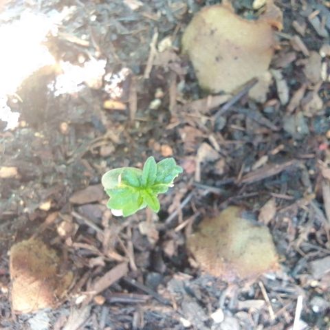 Haydeé Maria growlog timeline photo